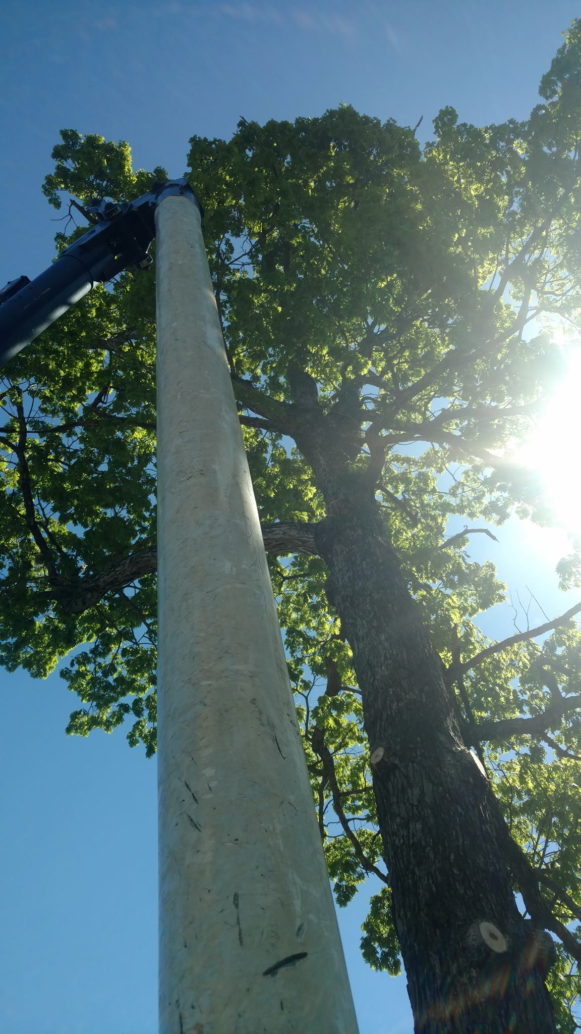 Lynchburg-VA-tree-removal