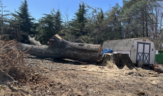 1_Lynchburg-VA-tree-service