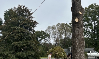 1_tree-services-Lynchburg