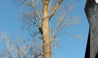 Lynchburg-Virginai-tree-service