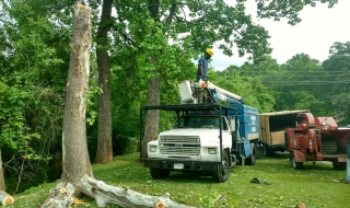 Lynchburg-tree-removal-service.