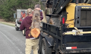 tree-removal-Lynchburg-VA