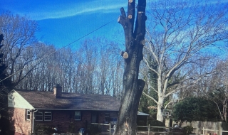 tree-removal-Lynchburg-Virginia