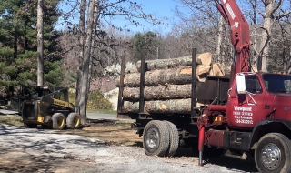 tree-removal-Lynchburg