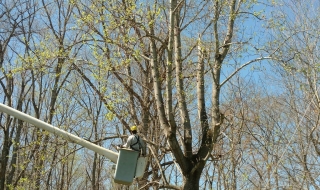 tree-services-Lynchburg-VA-1
