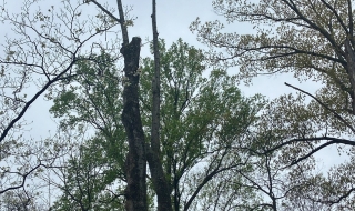 tree-services-Lynchburg-VA