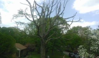 tree-services-Lynchburg-VA