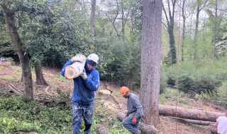 tree-services-Lynchburg-Virginia