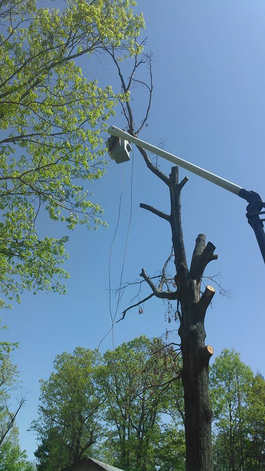 tree-service-Lynchburg-VA