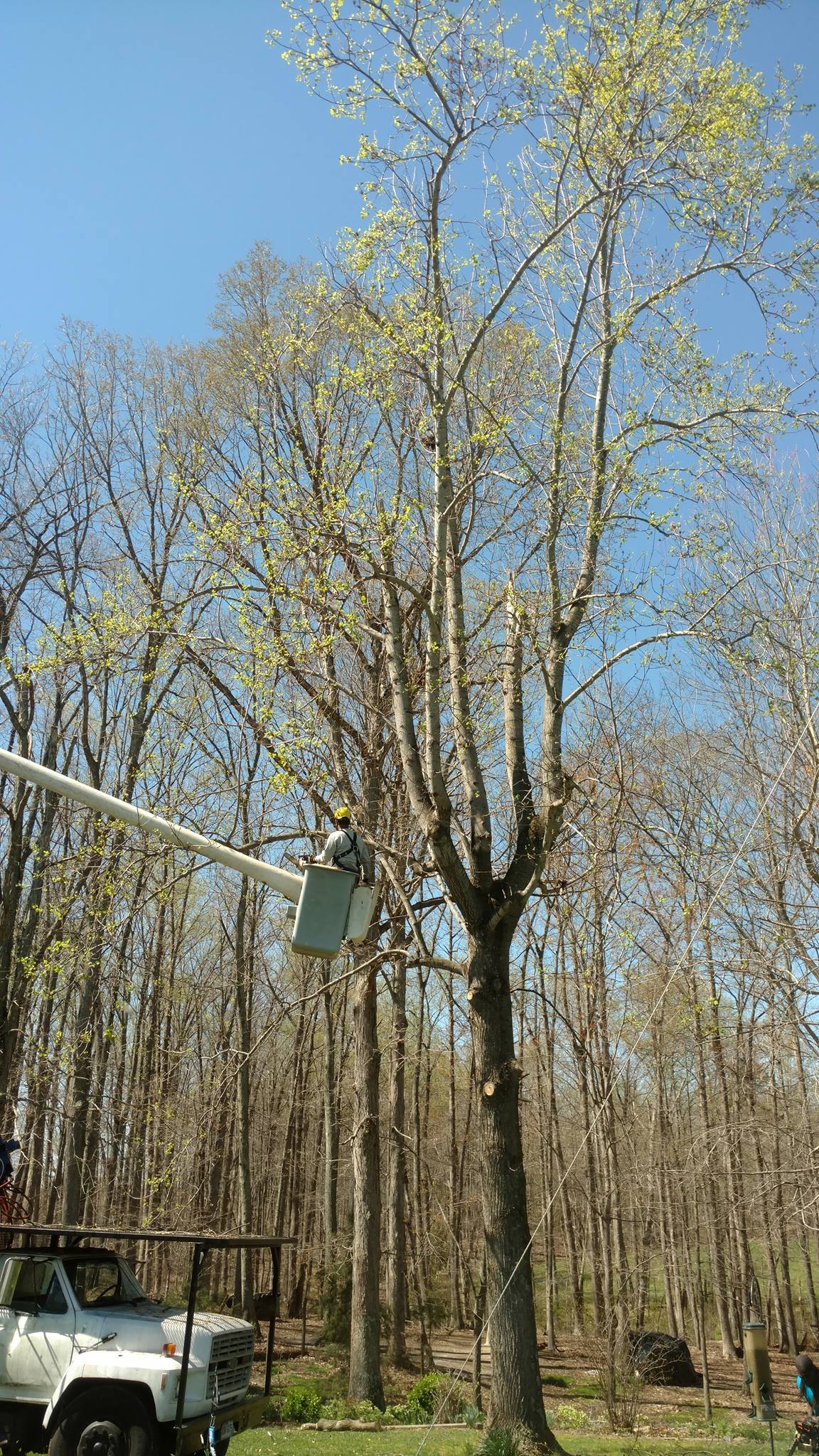 tree-services-Lynchburg-VA-1
